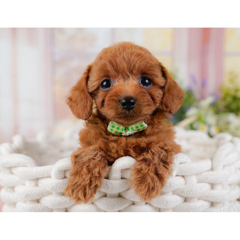 販売中の神奈川県のトイプードル-437737の9枚目