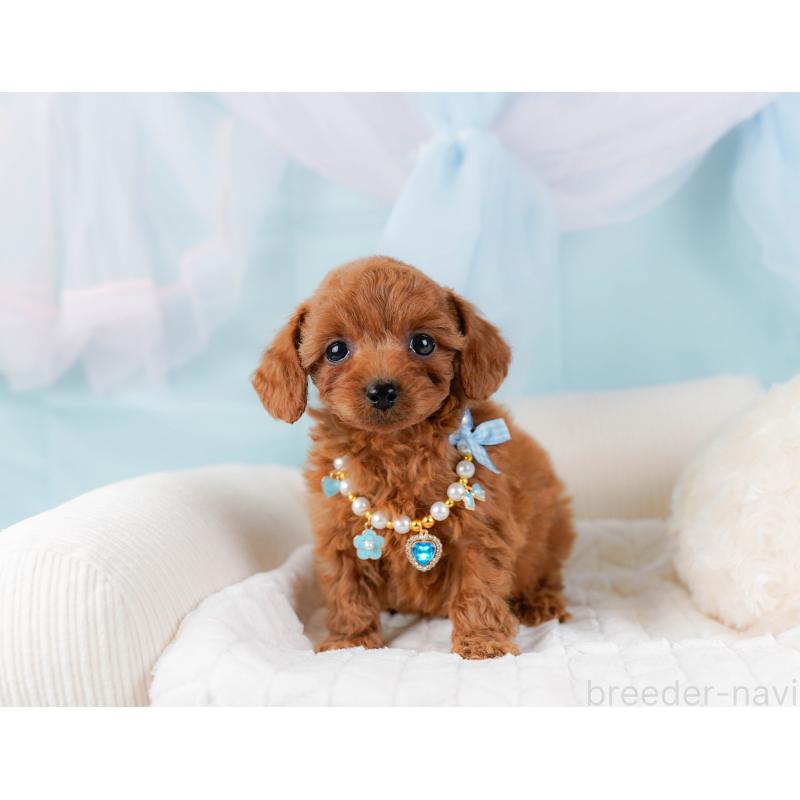 販売中の神奈川県のトイプードル-437737の8枚目