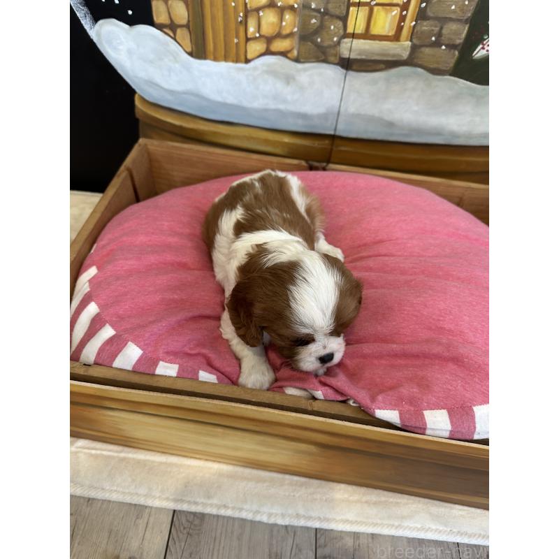 販売中の埼玉県のキャバリアキングチャールズスパニエル-437304の3枚目