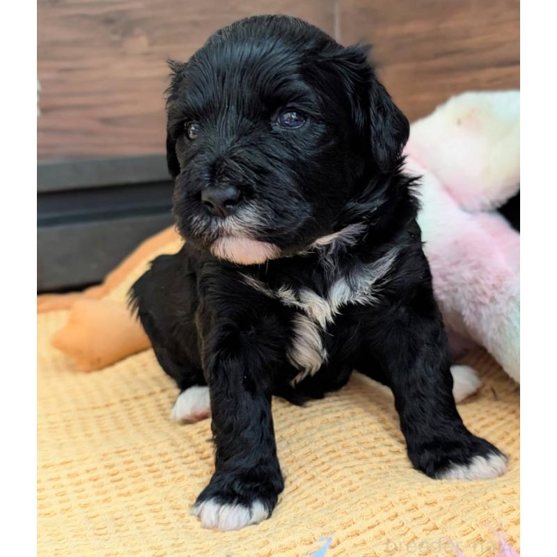 販売中の東京都のポーチュギーズウォータードッグ-437305の4枚目