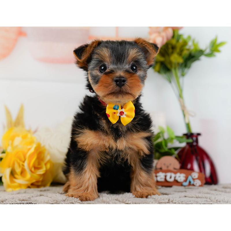 販売中の神奈川県のヨークシャーテリア-437746の15枚目