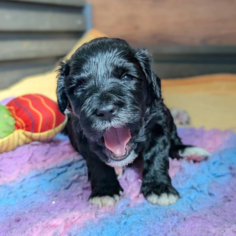 販売中の東京都のポーチュギーズウォータードッグ-437305の3枚目