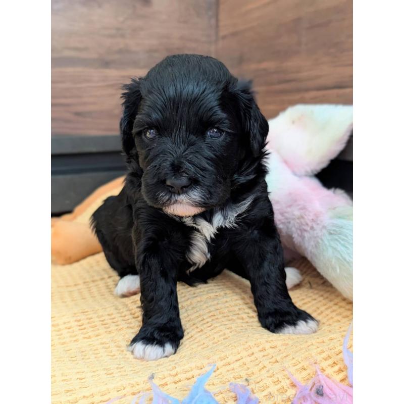 販売中の東京都のポーチュギーズウォータードッグ-437305の2枚目