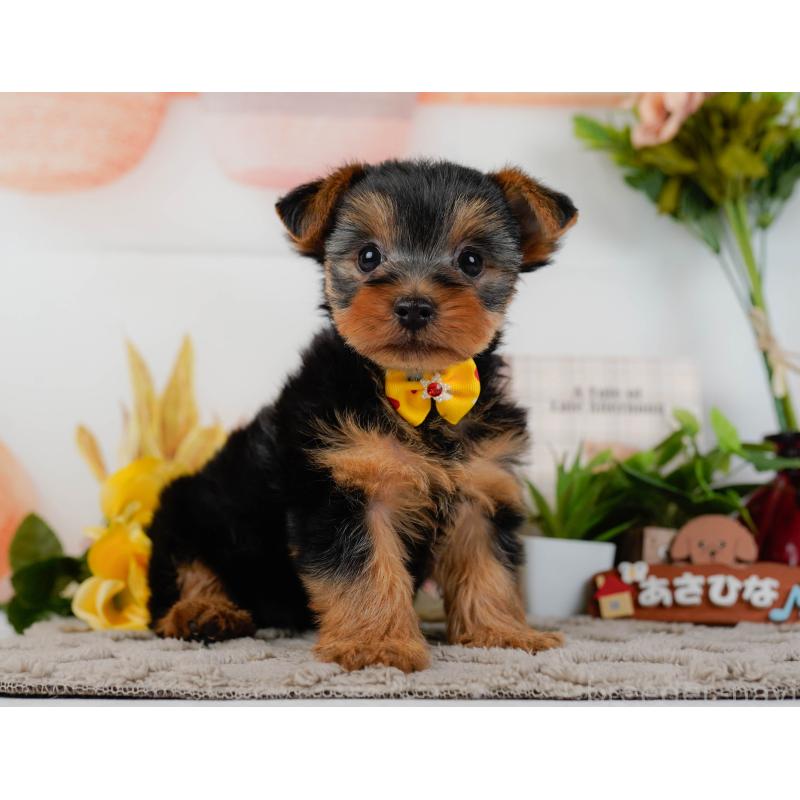 販売中の神奈川県のヨークシャーテリア-437746の14枚目