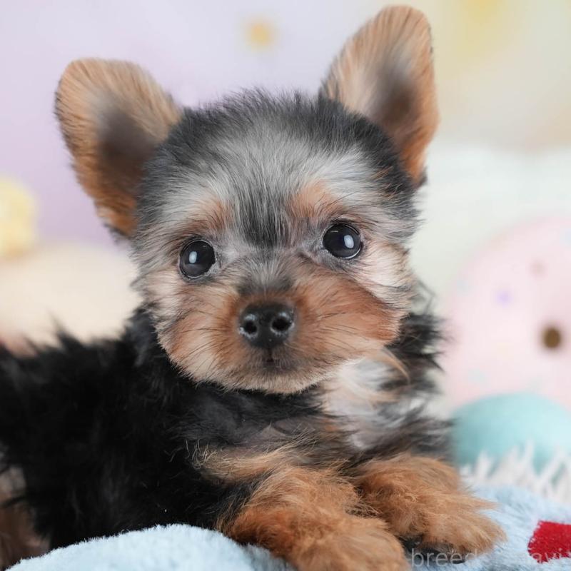 販売中の埼玉県のヨークシャーテリア-437485の1枚目