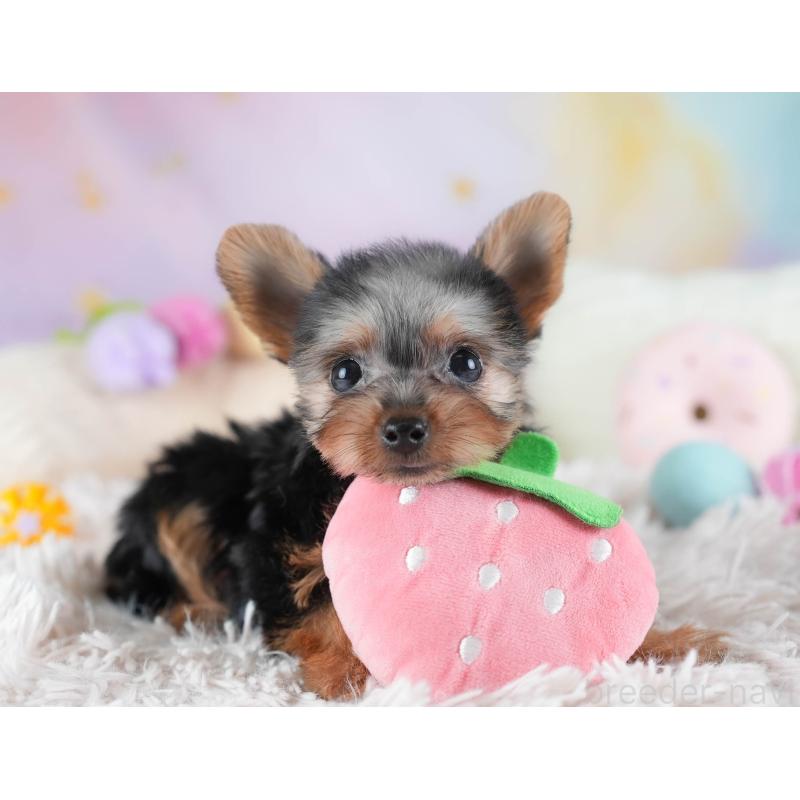 販売中の埼玉県のヨークシャーテリア-437485の11枚目