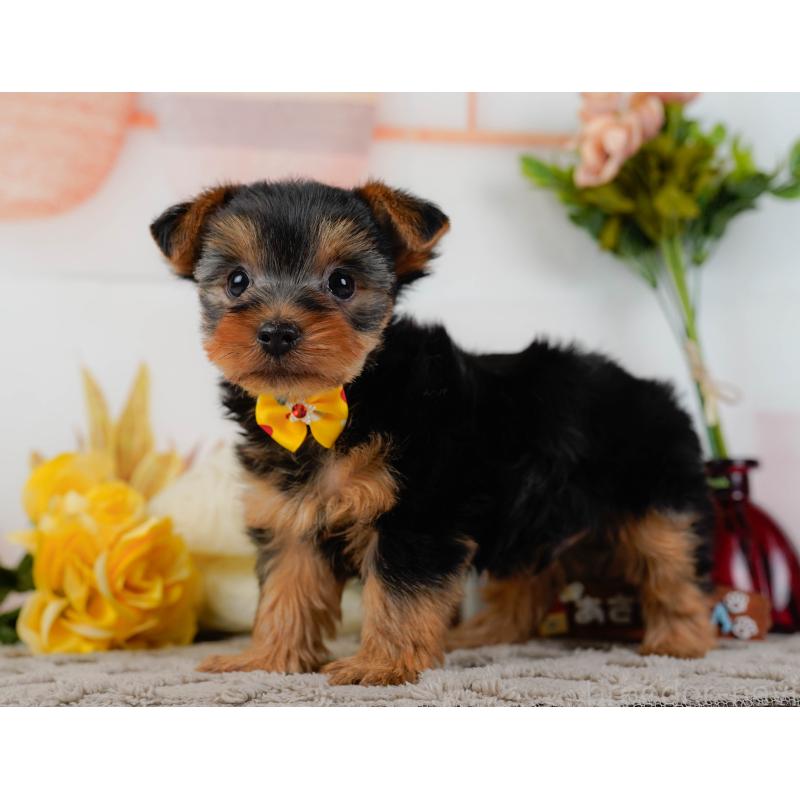 販売中の神奈川県のヨークシャーテリア-437746の12枚目