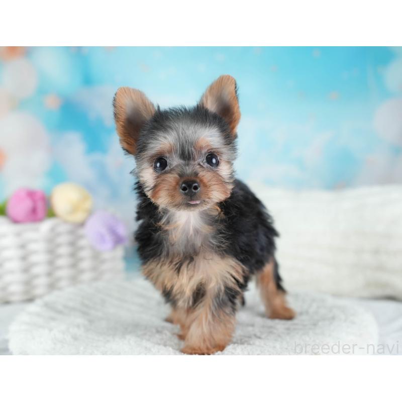 販売中の埼玉県のヨークシャーテリア-437485の10枚目