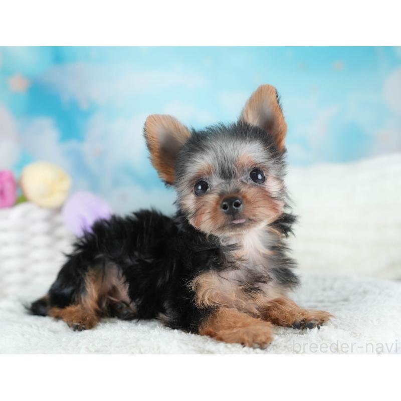 販売中の埼玉県のヨークシャーテリア-437485の9枚目