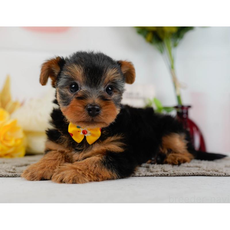 販売中の神奈川県のヨークシャーテリア-437746の11枚目