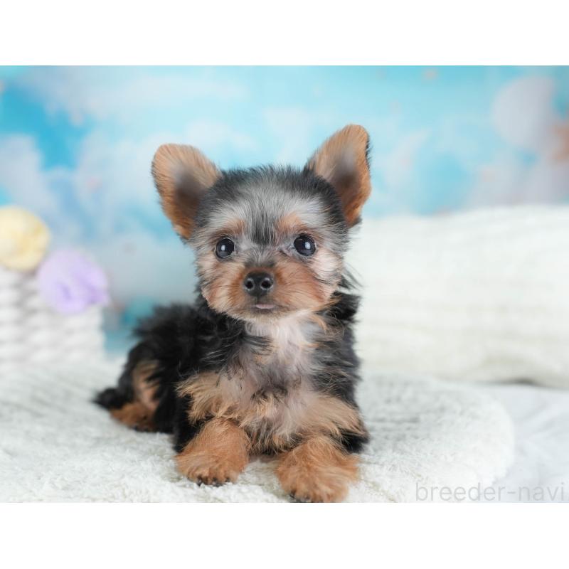 販売中の埼玉県のヨークシャーテリア-437485の8枚目