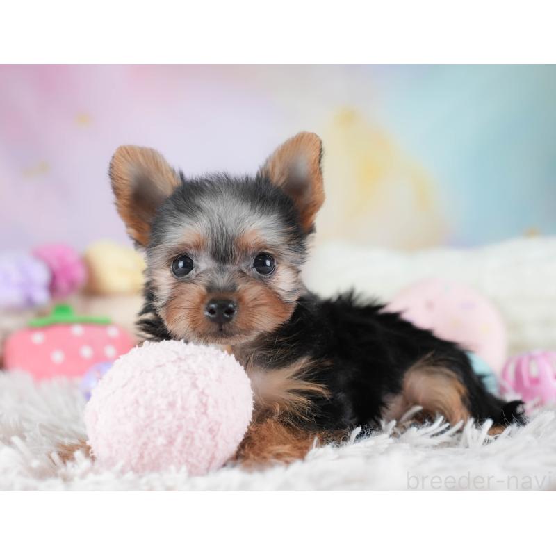 販売中の埼玉県のヨークシャーテリア-437485の7枚目