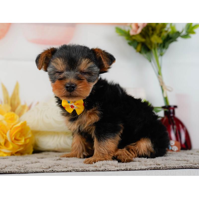 販売中の神奈川県のヨークシャーテリア-437746の10枚目