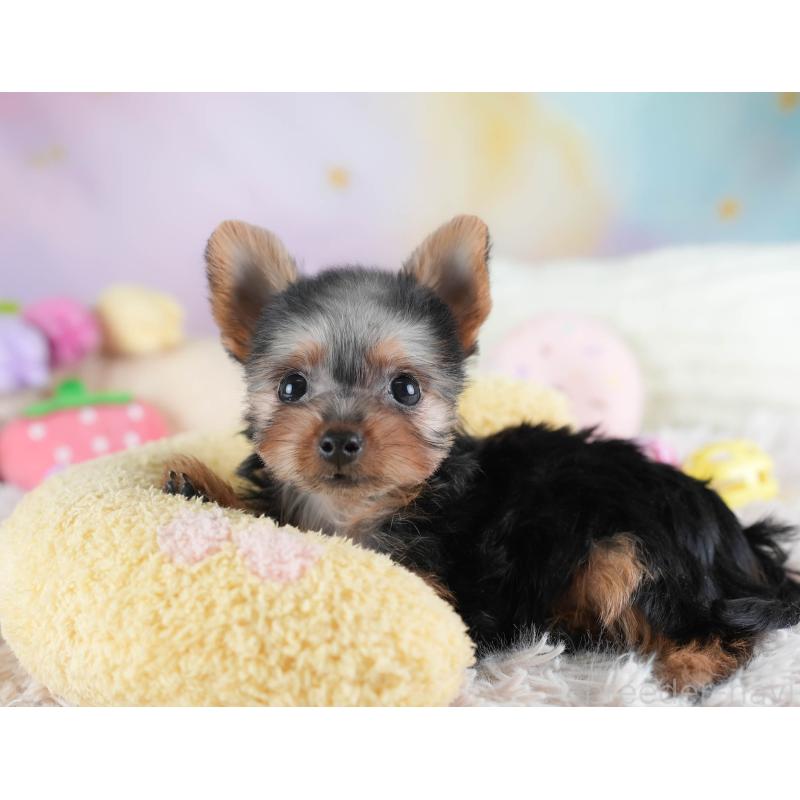 販売中の埼玉県のヨークシャーテリア-437485の6枚目