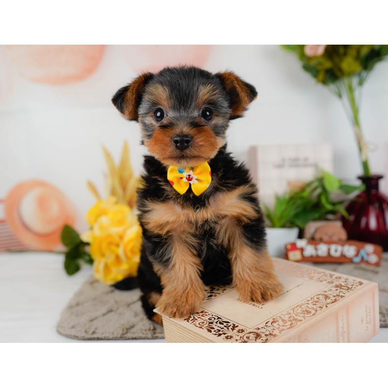 販売中の神奈川県のヨークシャーテリア-437746の9枚目