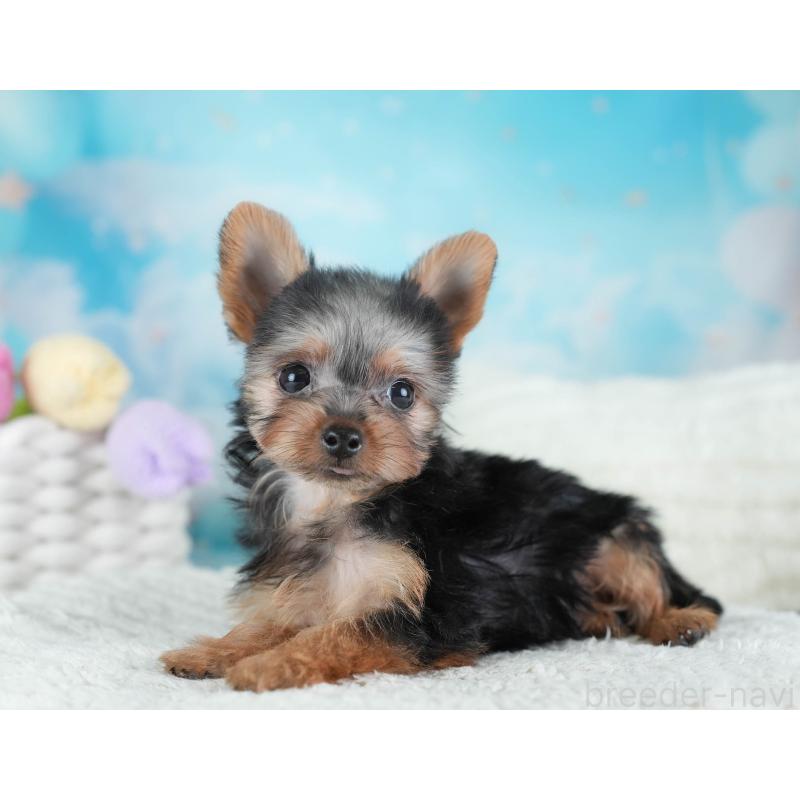 販売中の埼玉県のヨークシャーテリア-437485の5枚目