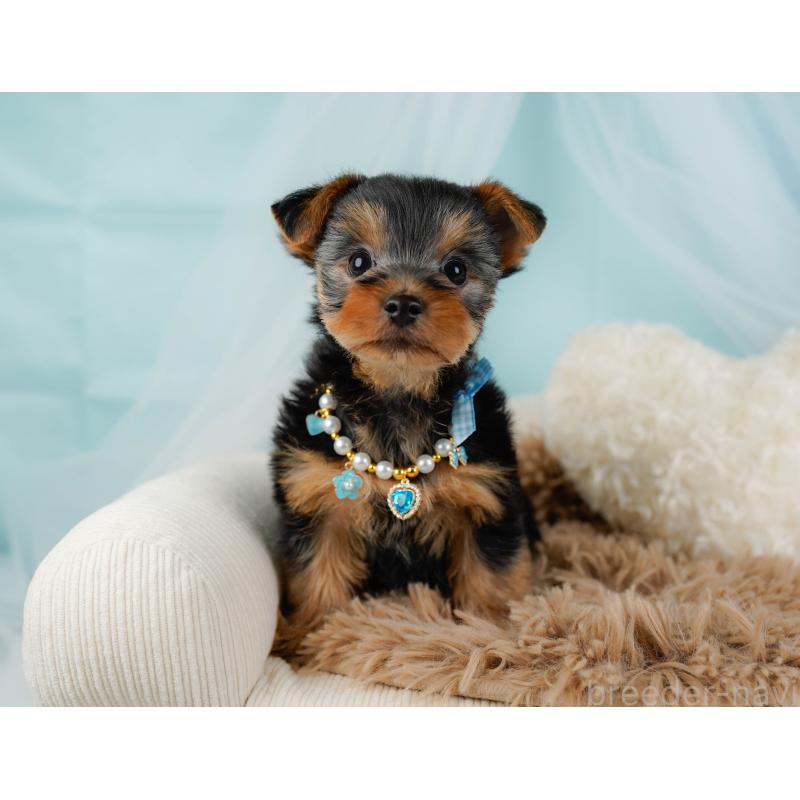 販売中の神奈川県のヨークシャーテリア-437746の8枚目