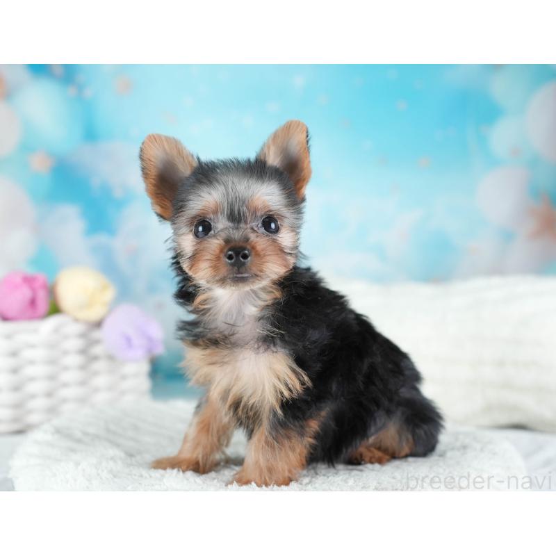 販売中の埼玉県のヨークシャーテリア-437485の3枚目