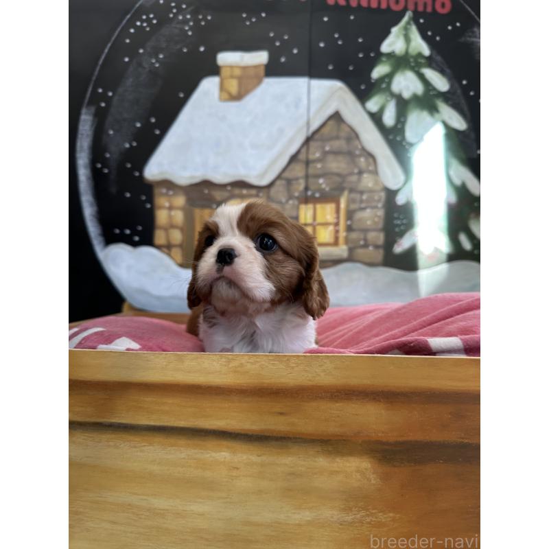 販売中の埼玉県のキャバリアキングチャールズスパニエル-437306の4枚目