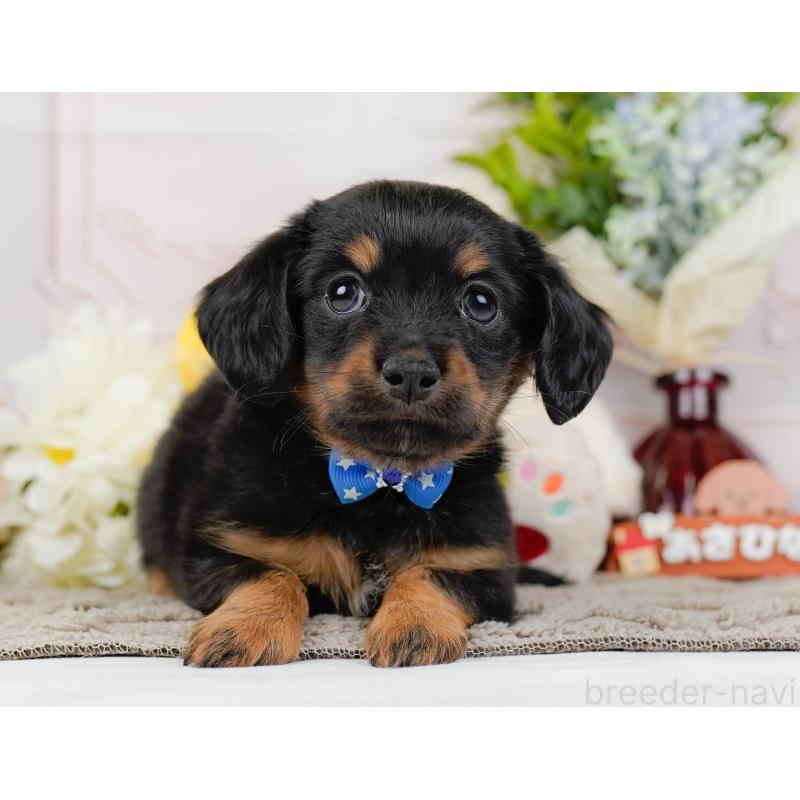 販売中の神奈川県のチワックス:チワワ×ミニチュアダックスフンド-437747の15枚目