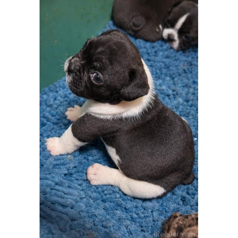 販売中の沖縄県のフレンチブルドッグ-437308の3枚目