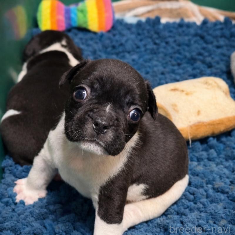 販売中の沖縄県のフレンチブルドッグ-437308