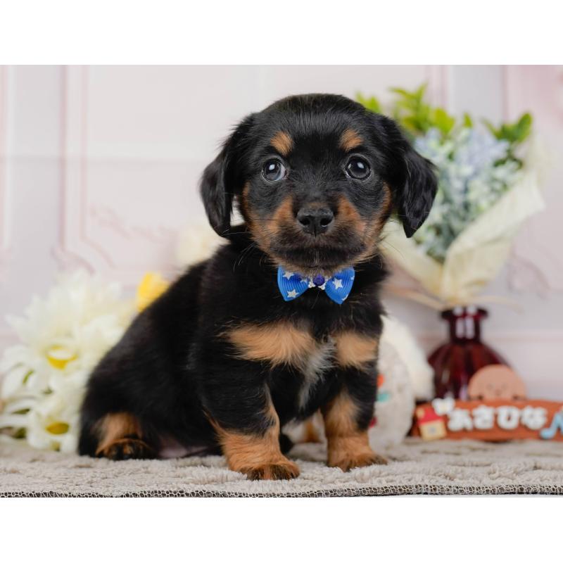 販売中の神奈川県のチワックス:チワワ×ミニチュアダックスフンド-437747の14枚目