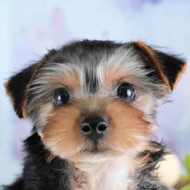 販売中ののヨークシャーテリア-437482