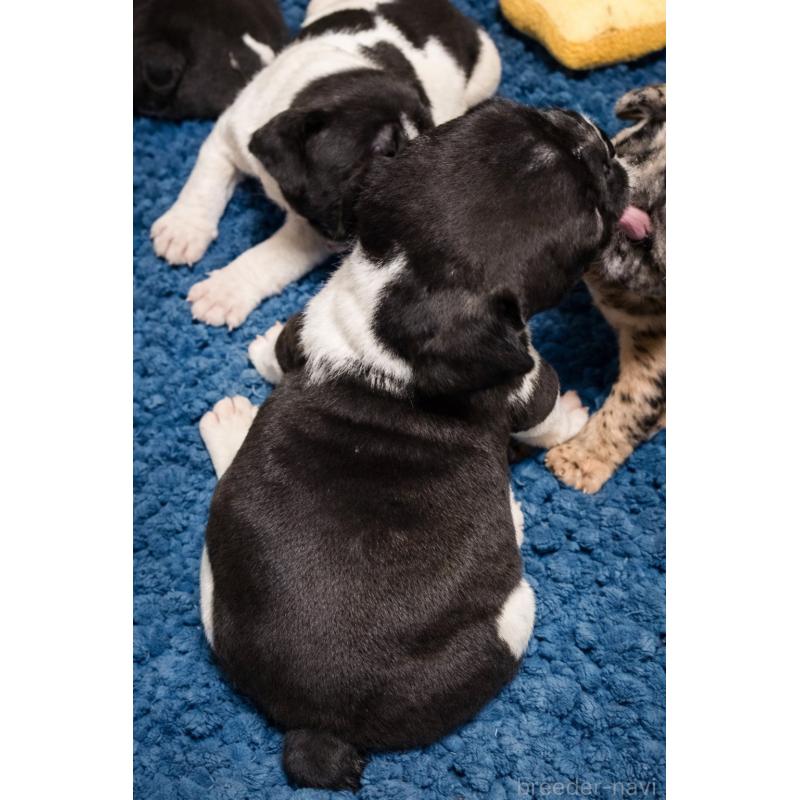 販売中の沖縄県のフレンチブルドッグ-437308の2枚目