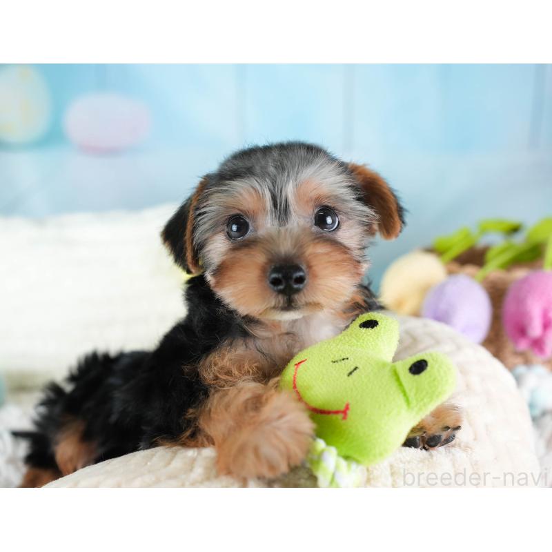 販売中の埼玉県のヨークシャーテリア-437482の11枚目