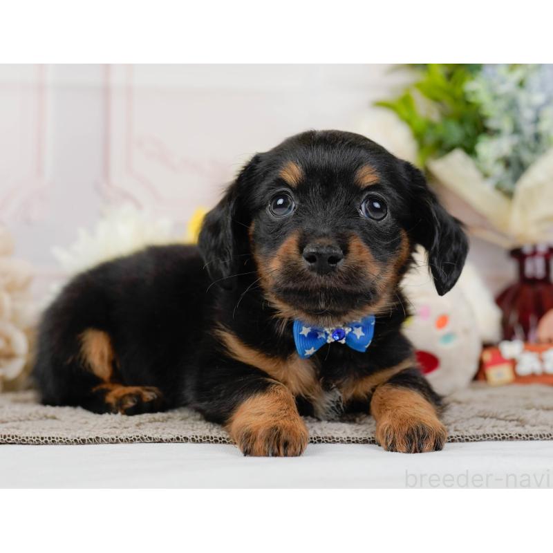 販売中の神奈川県のチワックス:チワワ×ミニチュアダックスフンド-437747の13枚目