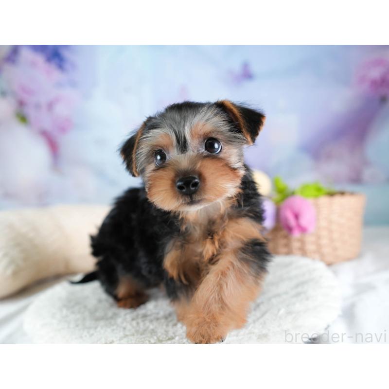 販売中の埼玉県のヨークシャーテリア-437482の10枚目