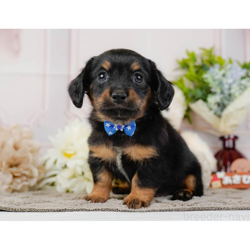 販売中の神奈川県のチワックス:チワワ×ミニチュアダックスフンド-437747の12枚目