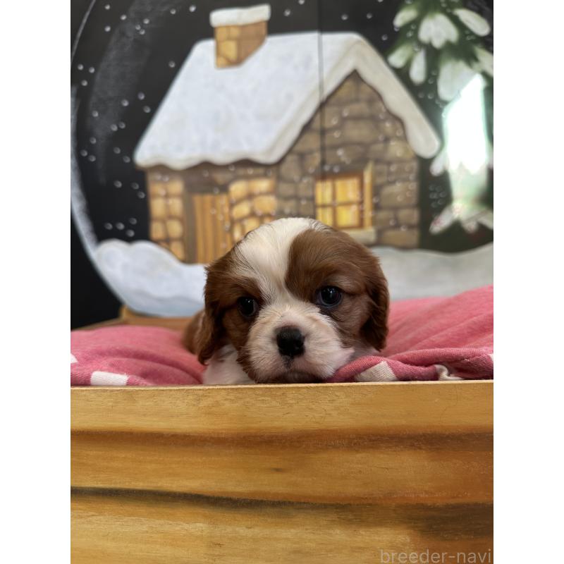 販売中の埼玉県のキャバリアキングチャールズスパニエル-437306の2枚目