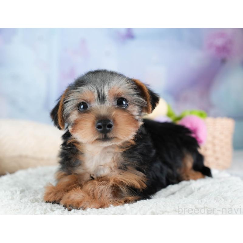 販売中の埼玉県のヨークシャーテリア-437482の9枚目