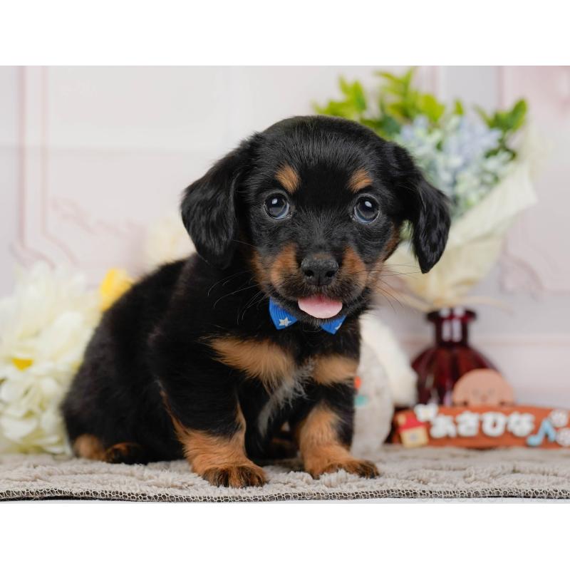 販売中の神奈川県のチワックス:チワワ×ミニチュアダックスフンド-437747の11枚目