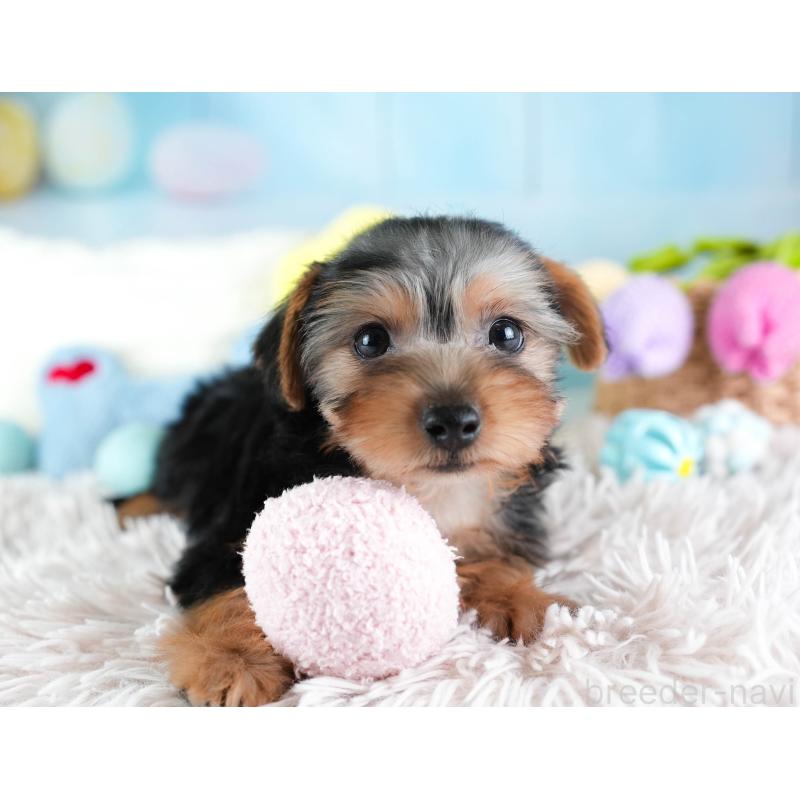 販売中の埼玉県のヨークシャーテリア-437482の8枚目