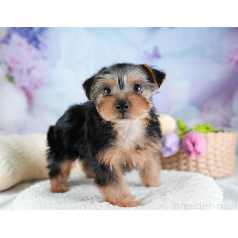 販売中の埼玉県のヨークシャーテリア-437482の7枚目