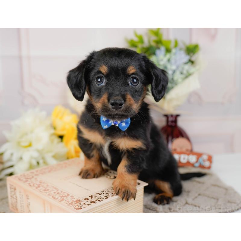 販売中の神奈川県のチワックス:チワワ×ミニチュアダックスフンド-437747の10枚目