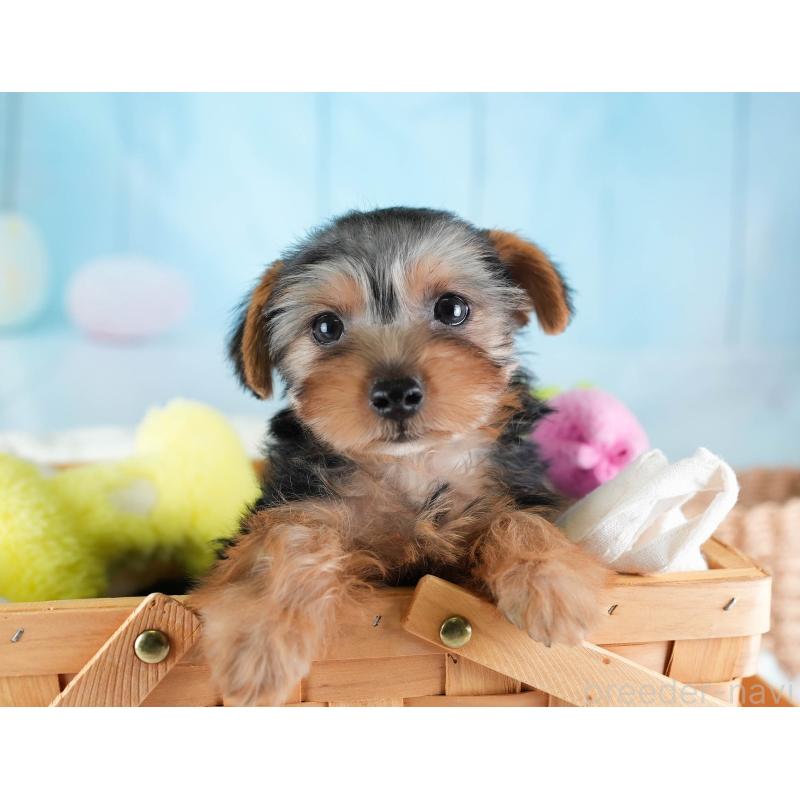 販売中の埼玉県のヨークシャーテリア-437482の6枚目