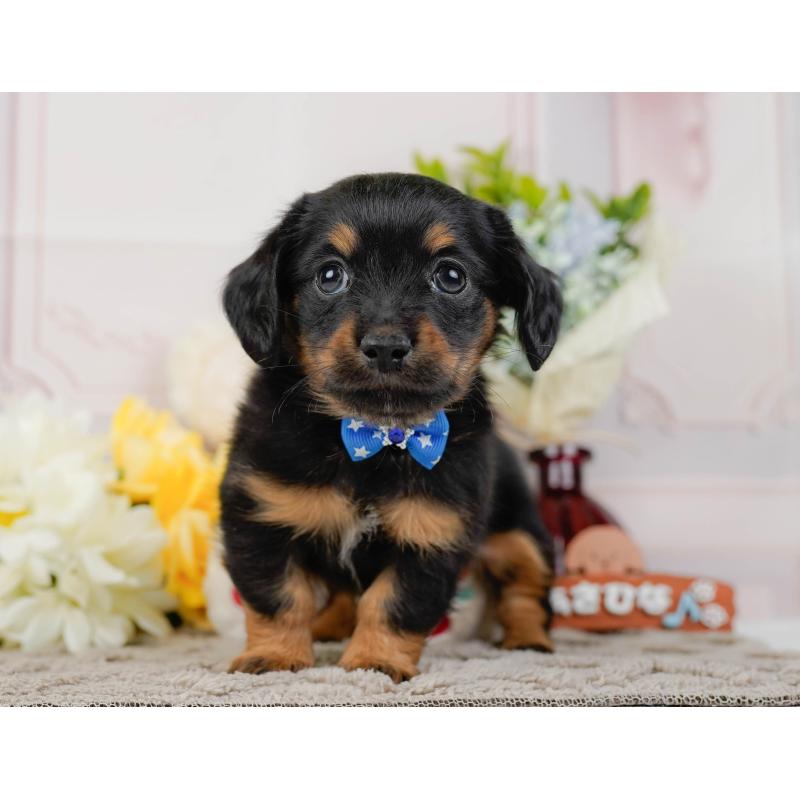 販売中の神奈川県のチワックス:チワワ×ミニチュアダックスフンド-437747の9枚目