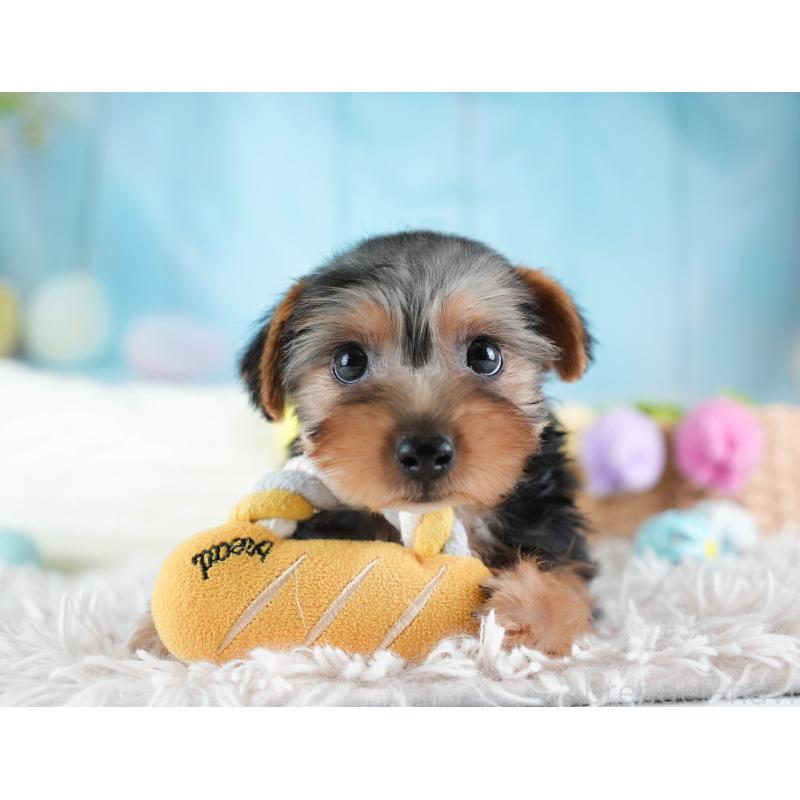 販売中の埼玉県のヨークシャーテリア-437482の4枚目