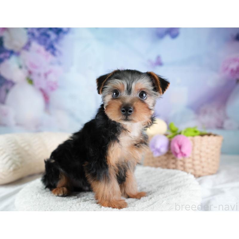 販売中の埼玉県のヨークシャーテリア-437482の3枚目