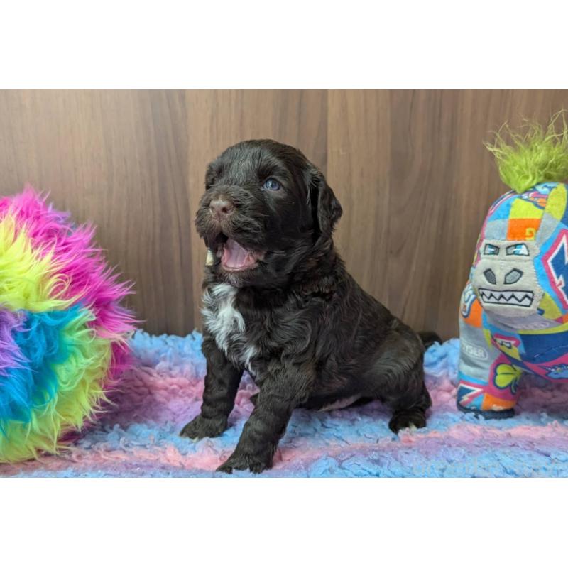 販売中の東京都のポーチュギーズウォータードッグ-437307の5枚目