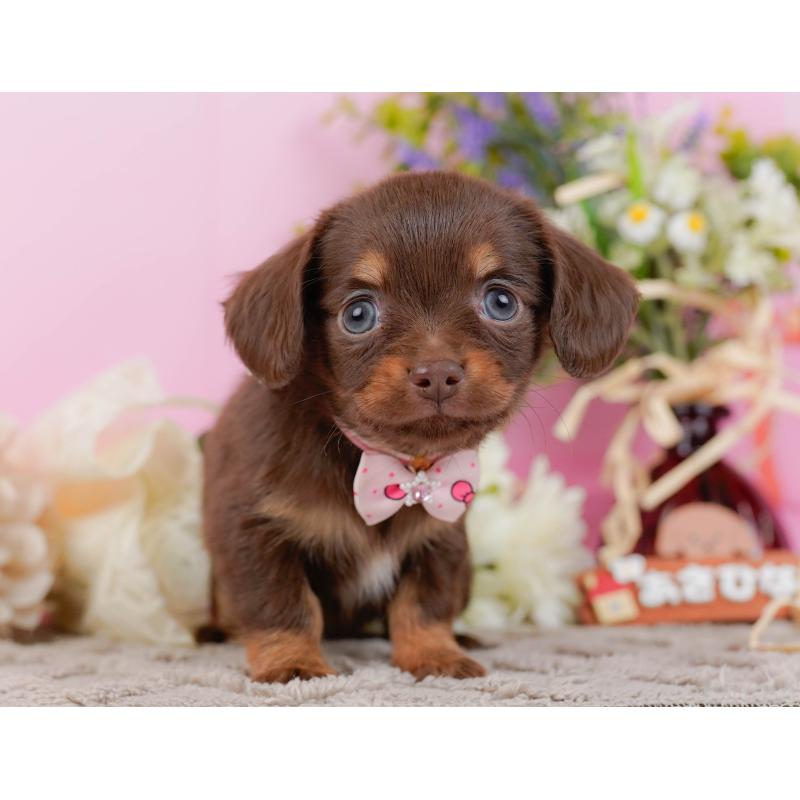 販売中の神奈川県のチワックス:チワワ×ミニチュアダックスフンド-437748の15枚目