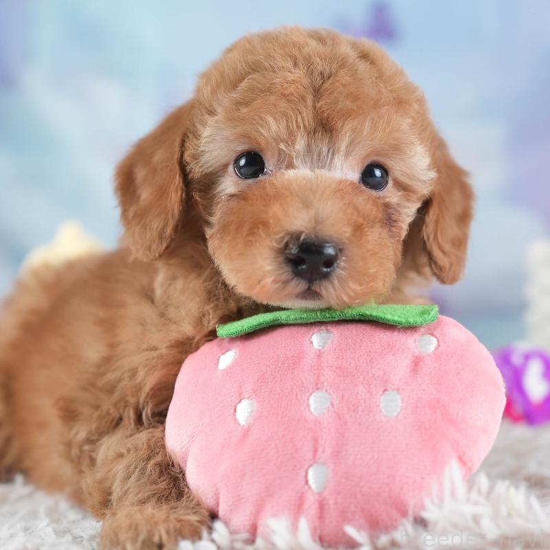 販売中の埼玉県のトイプードル-437475