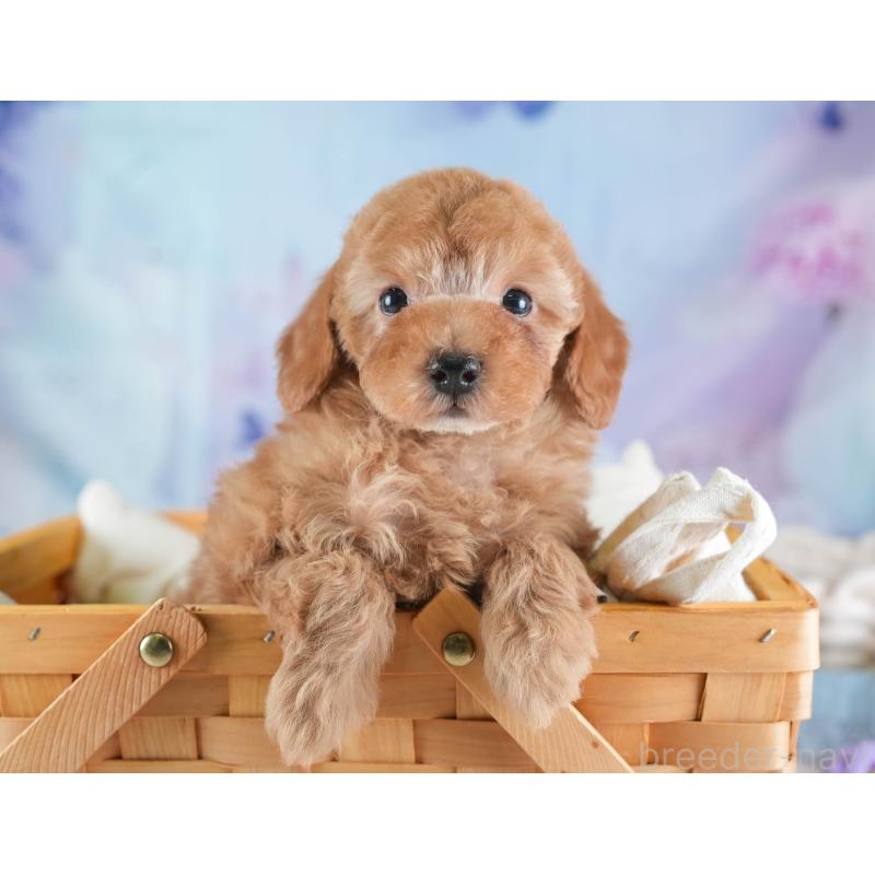 販売中の埼玉県のトイプードル-437475の11枚目