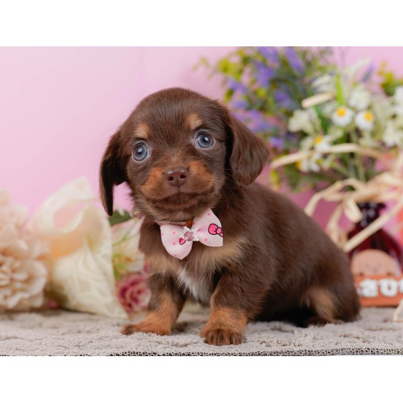 販売中の神奈川県のチワックス:チワワ×ミニチュアダックスフンド-437748の13枚目