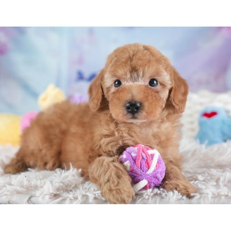 販売中の埼玉県のトイプードル-437475の10枚目