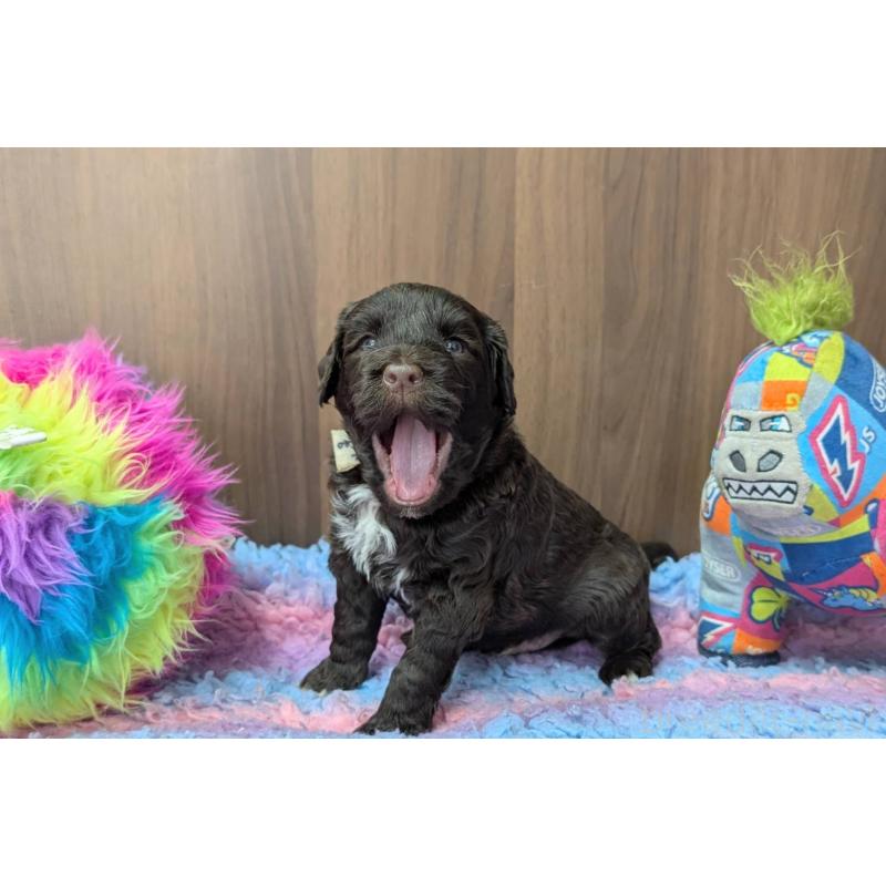 販売中の東京都のポーチュギーズウォータードッグ-437307の3枚目